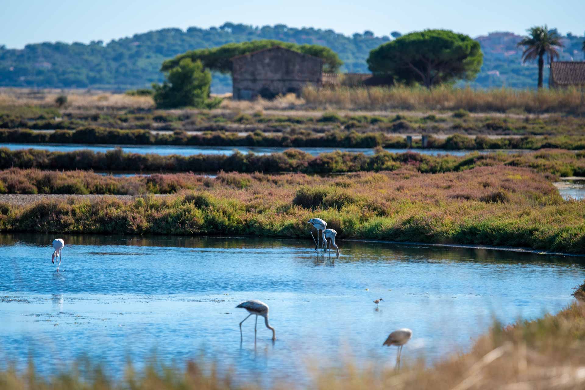 Observer les flamants roses sur la Presqu'île de Giens